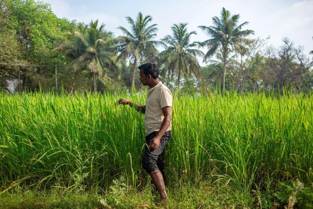 🌾 25,000 Acres of Paddy Crops Affected by Water Shortage hxzon2qyeeavg1czn2tdkz14 zztsru